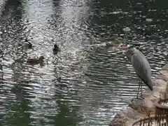 相国寺（相国承天禅寺）の動物