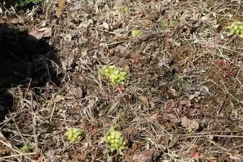 関場神社の自然