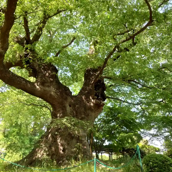 御嶽神社の自然