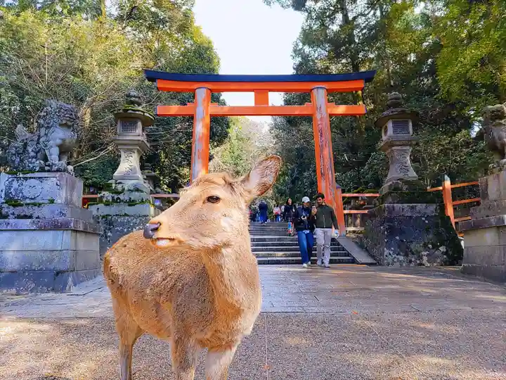 春日大社の動物