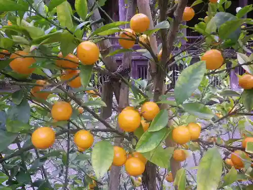 妙本寺の庭園