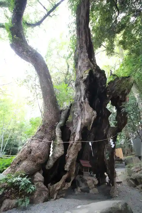 來宮神社の自然