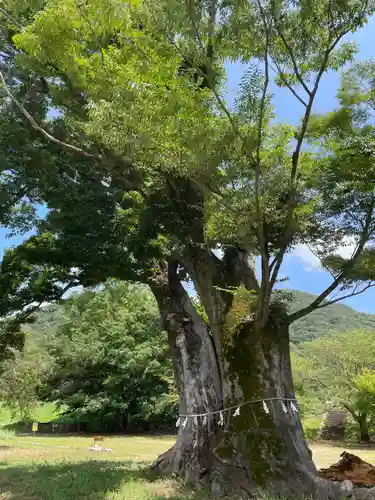 新宮八幡神社(兵庫県)