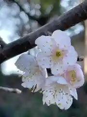 糀谷八幡宮の自然