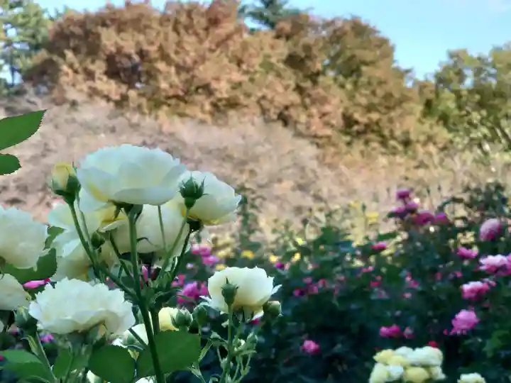 武州与野天祖神社の自然