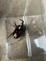 安用寺(愛知県)