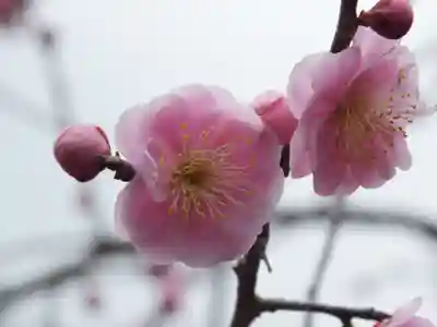 神戸神社の自然