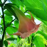 豊景神社の自然