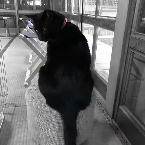 高司神社〜むすびの神の鎮まる社〜の動物