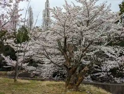 勝持寺（花の寺）(京都府)