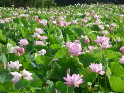 長谷寺(古河長谷観音)(茨城県)