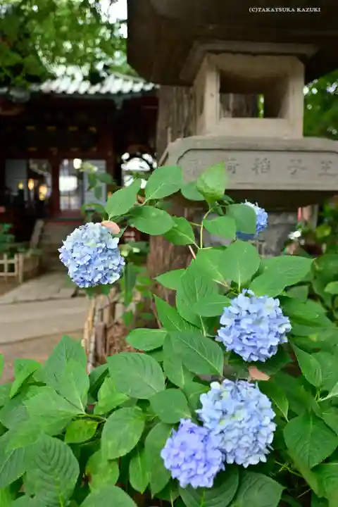 王子稲荷神社の自然