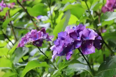 一條殿 新善光寺(京都府)