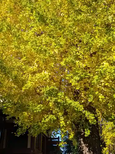 諏訪神社(東京都)