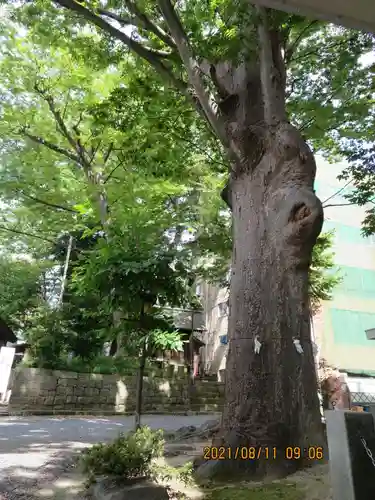 安積國造神社の自然