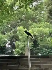 中目黒八幡神社の動物