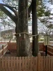 高椅神社の自然