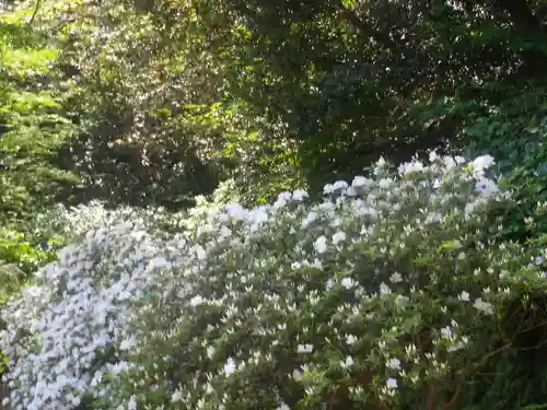 安國論寺（安国論寺）の自然