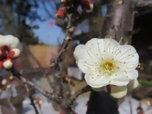 菅原天満宮（菅原神社）の自然