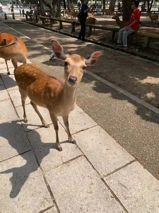 興福寺(奈良県)