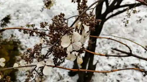 美瑛神社の自然