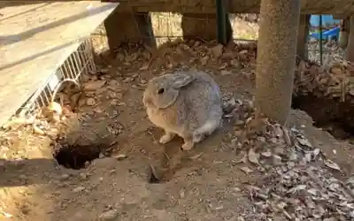 太子堂八幡神社(東京都)