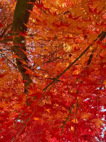 京都乃木神社の自然