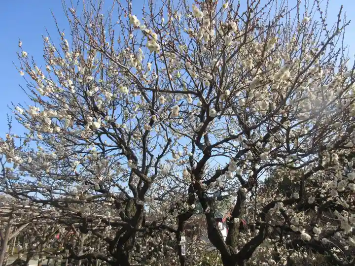 亀戸天神社の自然