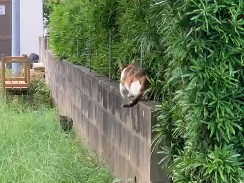 神明神社の動物