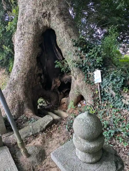 五所八幡宮の{uncategorized: "未分類", other: "その他", undefined: "問題あり", building: "その他建物", grave: "お墓", sacred_gate: "鳥居", guardian: "狛犬", statue: "像", buddha: "仏像", history: "歴史", nature: "自然", garden: "庭園", animal: "動物", pagoda: "塔", temizu: "手水舎", mountain_gate: "山門・神門", sanctuary: "本殿・本堂", subordinate: "末社・摂社", art: "芸術", scenery: "景色", jizo: "地蔵", ema: "絵馬", goshuin: "御朱印", omikuji: "おみくじ", items: "授与品その他", amulet: "お守り", goshuincho: "御朱印帳", eats: "食事", festival: "お祭り", votive_dance: "神楽", shichigosan: "七五三参", wedding: "結婚式", experience: "体験その他", initially: "初詣", around: "周辺", anti_infection: "感染症対策"}