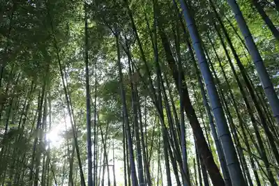 熊野神社の自然