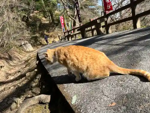 唐澤山神社の動物