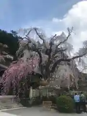 久遠寺の自然