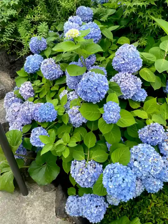 鎮守氷川神社(埼玉県)