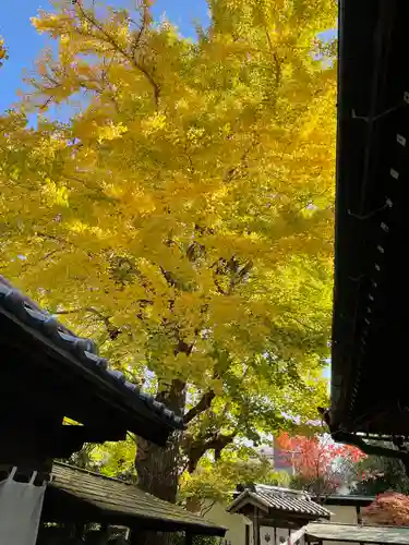 大聖観音寺（あびこ観音）の自然