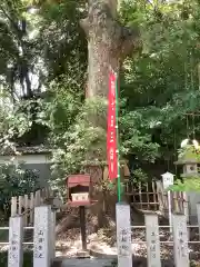 富部神社の自然