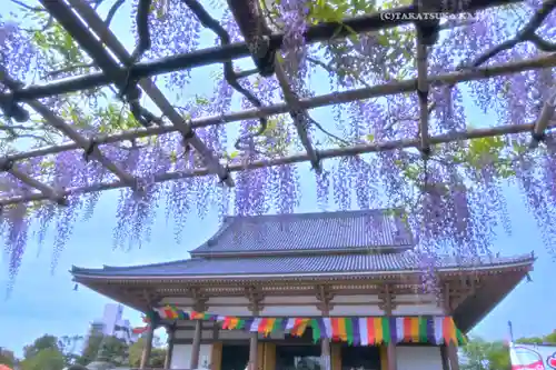 西新井大師総持寺(東京都)