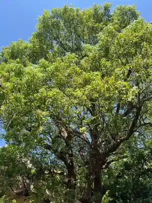 稲毛神社(神奈川県)
