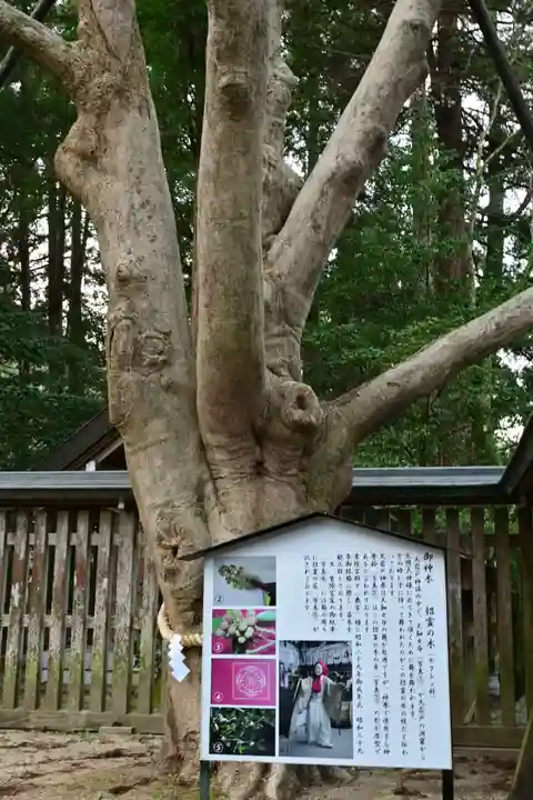 天岩戸神社(宮崎県)