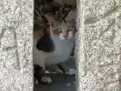 津田八幡神社の動物