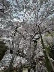 小川諏訪神社の自然