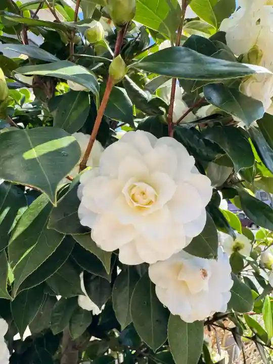 阿邪訶根神社の{uncategorized: "未分類", other: "その他", undefined: "問題あり", building: "その他建物", grave: "お墓", sacred_gate: "鳥居", guardian: "狛犬", statue: "像", buddha: "仏像", history: "歴史", nature: "自然", garden: "庭園", animal: "動物", pagoda: "塔", temizu: "手水舎", mountain_gate: "山門・神門", sanctuary: "本殿・本堂", subordinate: "末社・摂社", art: "芸術", scenery: "景色", jizo: "地蔵", ema: "絵馬", goshuin: "御朱印", omikuji: "おみくじ", items: "授与品その他", amulet: "お守り", goshuincho: "御朱印帳", eats: "食事", festival: "お祭り", votive_dance: "神楽", shichigosan: "七五三参", wedding: "結婚式", experience: "体験その他", initially: "初詣", around: "周辺", anti_infection: "感染症対策"}