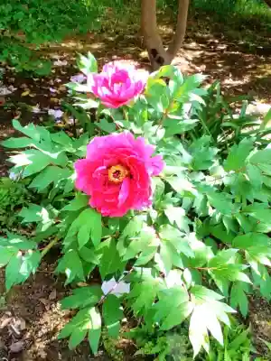 布多天神社の自然