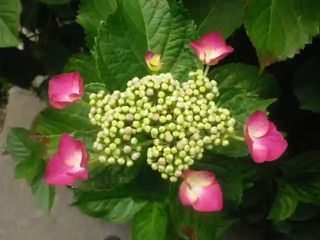 御霊神社の自然