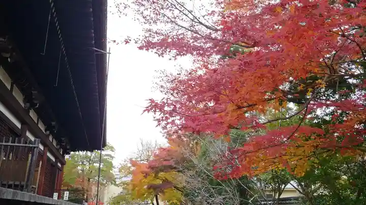 大報恩寺(千本釈迦堂)の自然