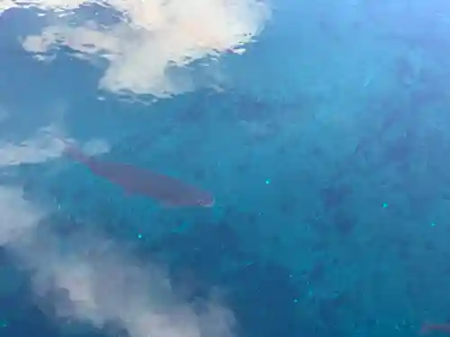 淺間神社（忍野八海）の動物