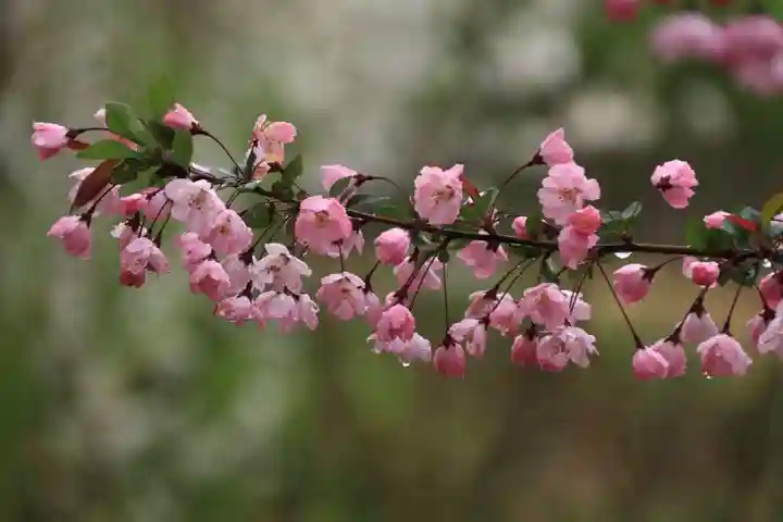 阿久津「田村神社」(郡山市阿久津町)旧社名:伊豆箱根三嶋三社の庭園