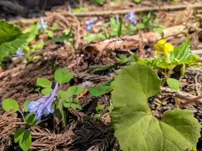 湯坐神社 (薬師神社)(山形県)
