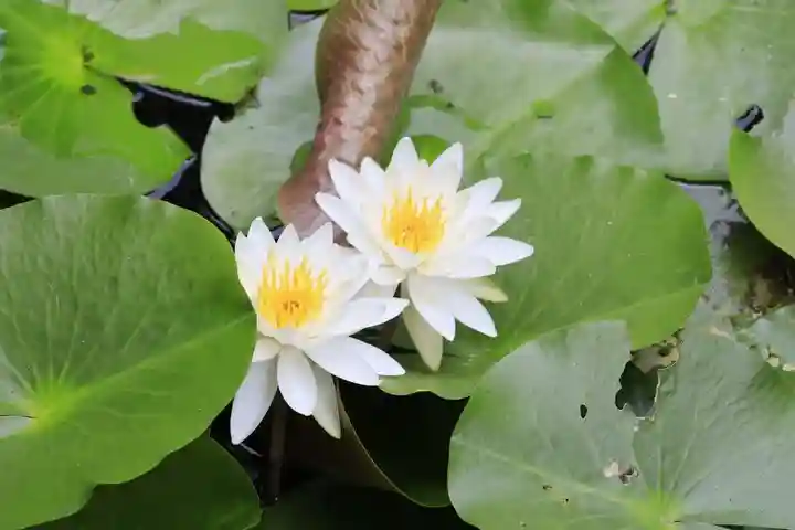 梅宮大社(京都府)