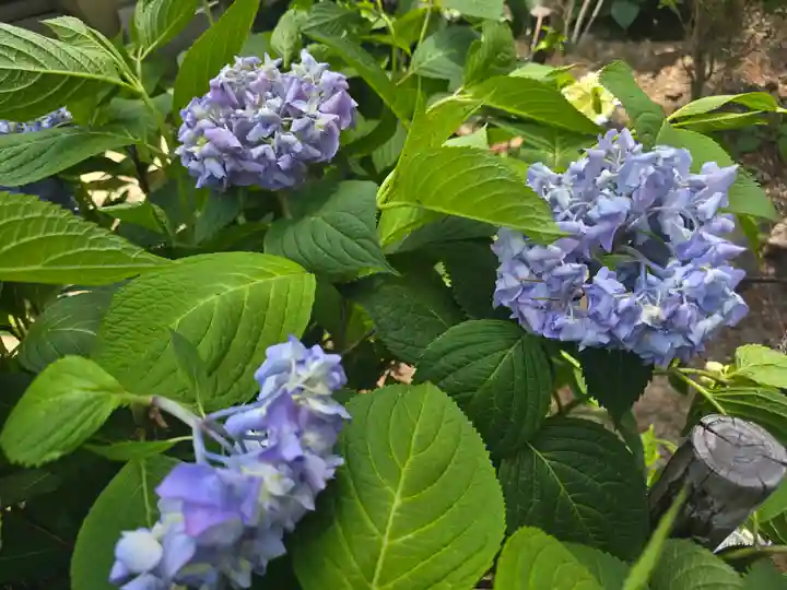 華蔵院(奈良県)